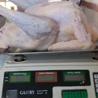 بوقلمون و خروس کردی