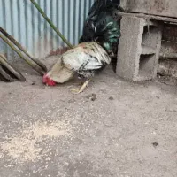 خروس جوان|حیوانات مزرعه|رشت, شهرک صبا|دیوار