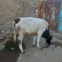 گوساله نر