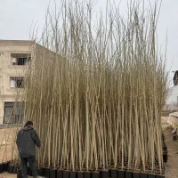 نهال درخت صنوبر سطلی