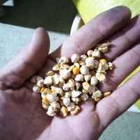 نخود شکسته فلافلی یا بجای لپه