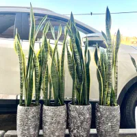 سانسوریا ابلغ. ابلق.گل آپارتمانی|گل و گیاه طبیعی|کرج, گلشهر|دیوار