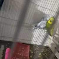 مرغ عشق پروانه ای با تخم|پرنده|تربت‌حیدریه, شهرک ولیعصر|دیوار