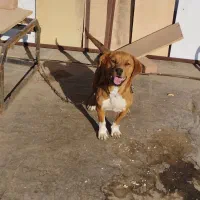 سگ ماده|سگ|بهار, |دیوار