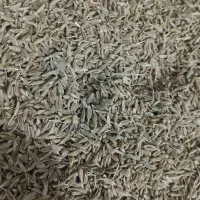 زیره ارگانیک و خوش عطر