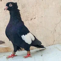 کبوتر سرک سیاه کاکلی کفتر
