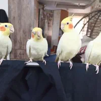 عروس هلندی لوتینو باقفس