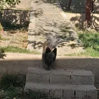 گمشده شهرک کشاورزی ده بومهن|حیوانات|بومهن, |دیوار