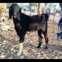 2عدد تریشن چاق و بزرگ هیکل تازه سنشون 7ماه|حیوانات مزرعه|کهیر, |دیوار