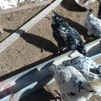 مرغ وخروس گلین اصل