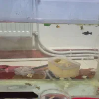 دو آکواریوم نو نو