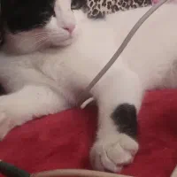 بچه گربه ی سالم|گربه|سنندج, |دیوار