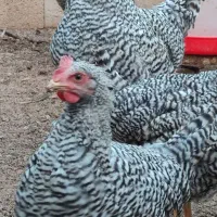 خروس پلیموت اموک|حیوانات مزرعه|باسمنج, |دیوار