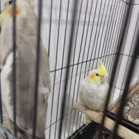 عروس هلندی|پرنده|پاکدشت, پاکدشت (مامازند)|دیوار