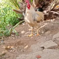 خروس عربی اصیل