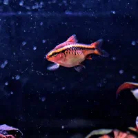 ماهی چری بارب