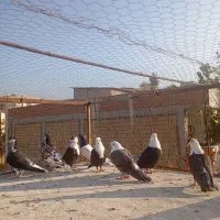 9 عدد کربلایی و خال افشون|پرنده|بجنورد, |دیوار