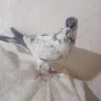 کفتر خال قدیم