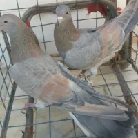 کبوتر دم گیر سیمونی ی تیغ|پرنده|برخوار, |دیوار