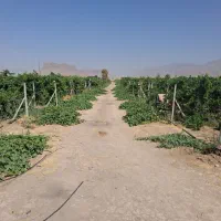 فروش-34000-متر-باغ-انگور-داربستی