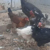 خروس کوچک وبزرگ