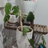 پایه گل همراه با گل و گلدون ها و یک گل آلوئه ورا|گل و گیاه طبیعی|گلبهار, شهر جدید گلبهار|دیوار