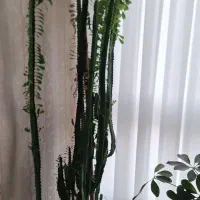 گل طبیعی ایفوربیا