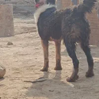 واگذاری سگ قدرجونی