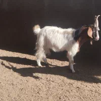 نر بز جوان چوش