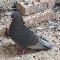 کبوتر