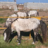 استخدام کارگر باشگاه سوارکاری