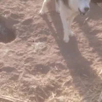 سگ هاسکی جهت واگذاری