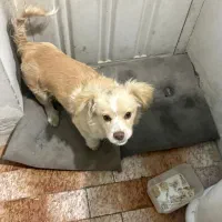 واگذاری یک قلاده هاپو