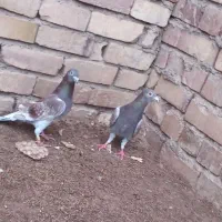 کفتر جفت قورگی ذات دار