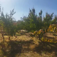 باغ نقلی میوه|فروش زمین و ملک کلنگی|شاهین‌شهر, پاسداران|دیوار