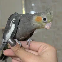 عروس هلندی و جفت فنچ