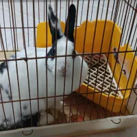 واگذاری خرگوش