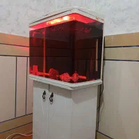 آکواریوم ماهی|ماهی|فولادشهر, B7|دیوار