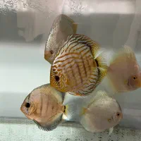 ماهی دیسکس سالم و نژاد دار|ماهی|تهران, باغ فیض|دیوار