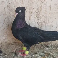 طوقی|پرنده|اصفهان, شهرستان|دیوار