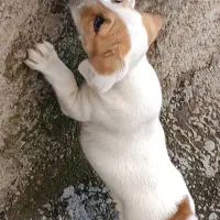 سگ ۵۰۰