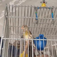 جوجه سهره قناری