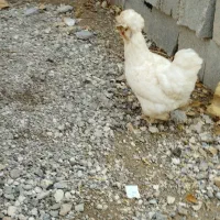 مرغ سلطان|حیوانات مزرعه|مرودشت, استادیوم‎|دیوار