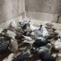 کبوتر|پرنده|گلستان (تهران), |دیوار