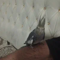 سه عدد عروس هلندی یک ماده و دو بچه|پرنده|قزوین, |دیوار