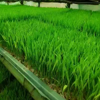 فروش خاک سینی نشا|خدمات باغبانی و درختکاری|املش, |دیوار