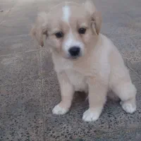 توله سگ|سگ|اسلام‌شهر, شهرک واوان|دیوار