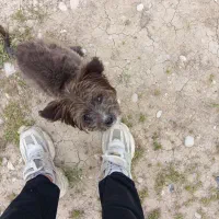 سگ‌نژاد‌شیتزو‌رنگ‌قهوه ای