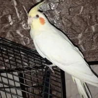 ۲۷۰۰|پرنده|زاهدان, |دیوار