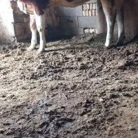 فروش گوساله